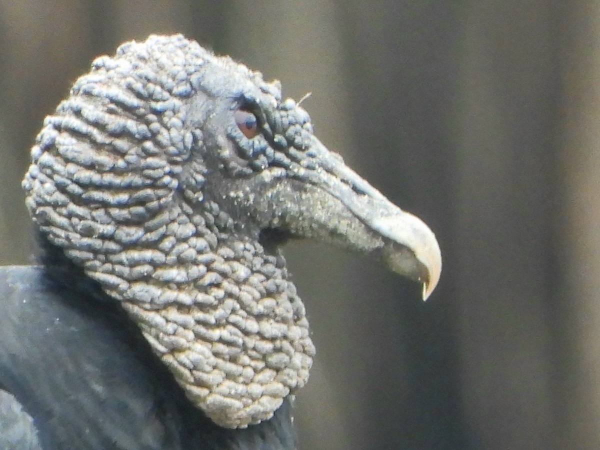 Катарта чорна - ML645183711