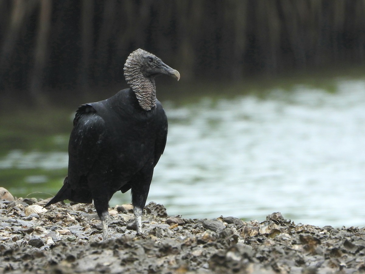 Катарта чорна - ML645183712