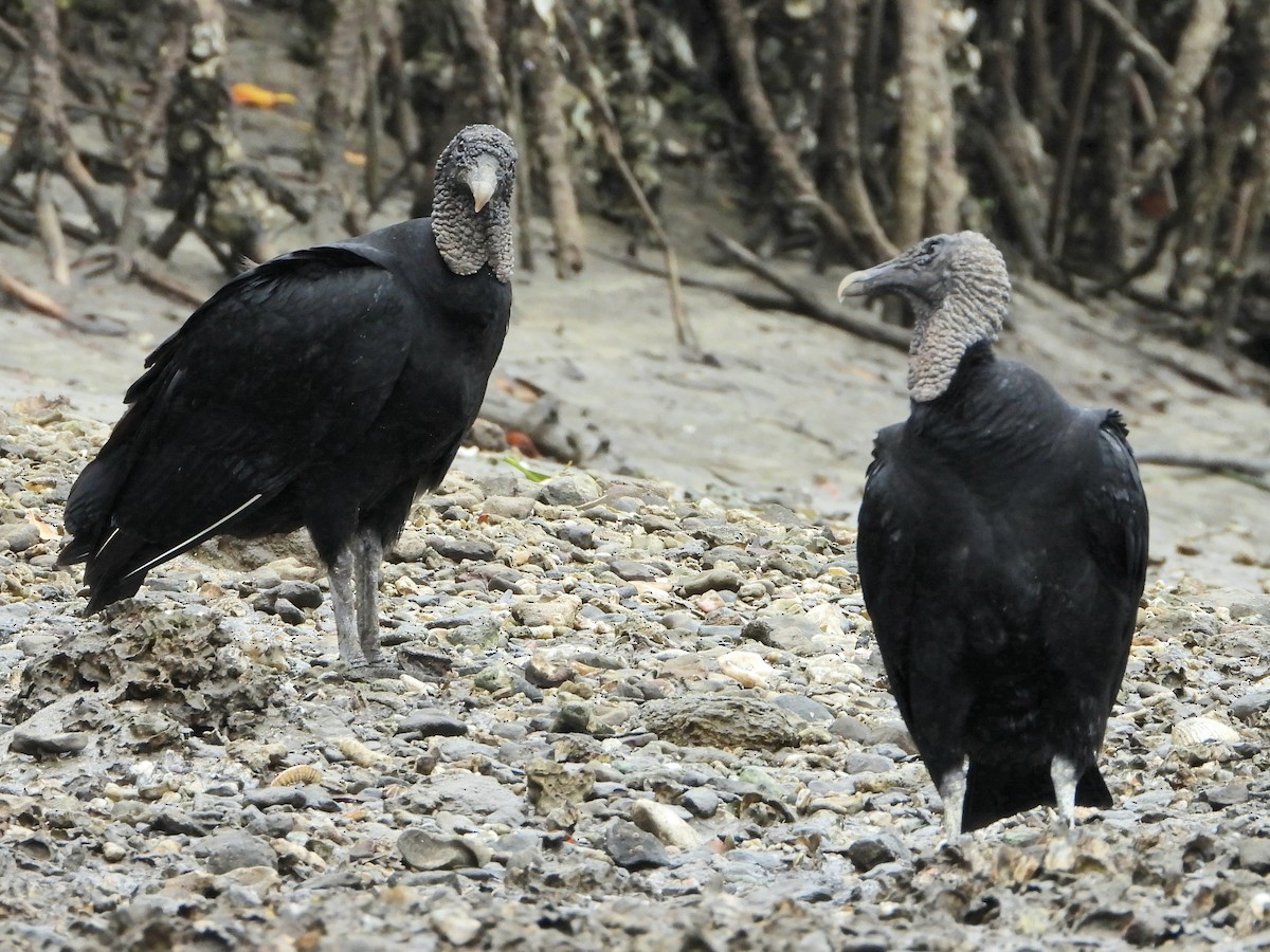 Катарта чорна - ML645183714