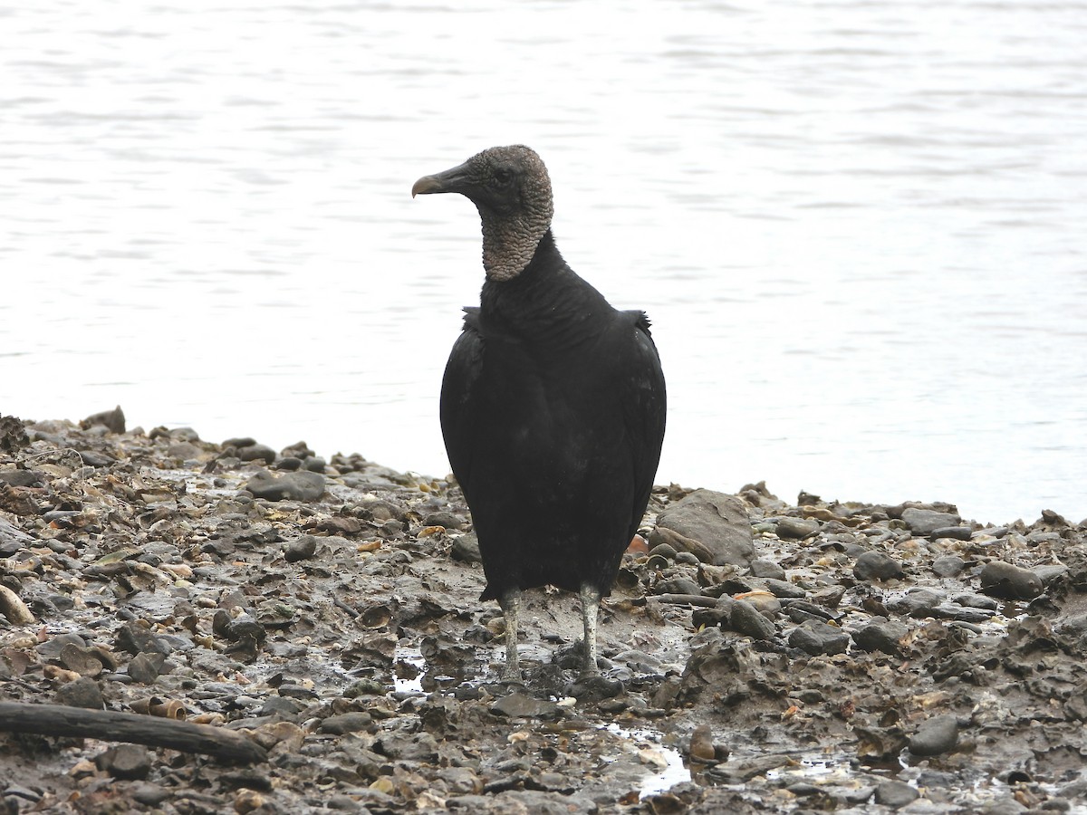 Катарта чорна - ML645183715