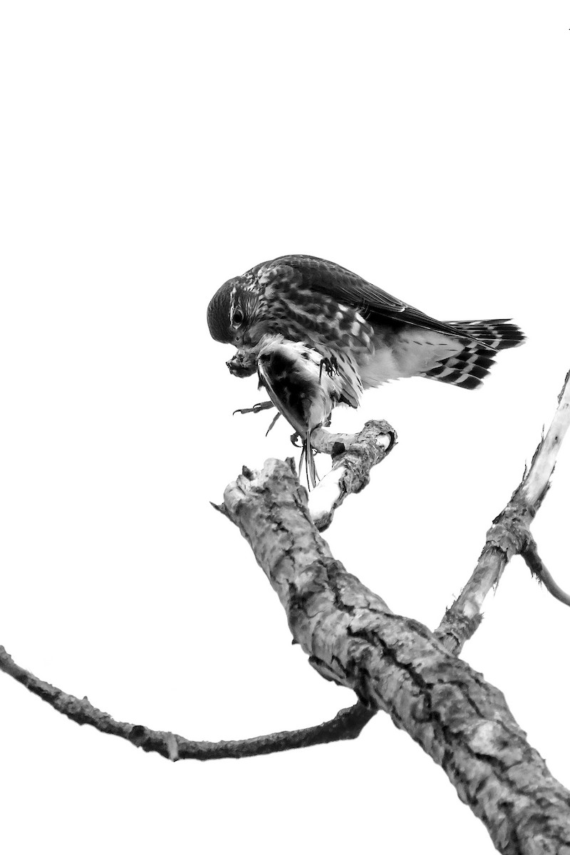 Merlin - ML645183718