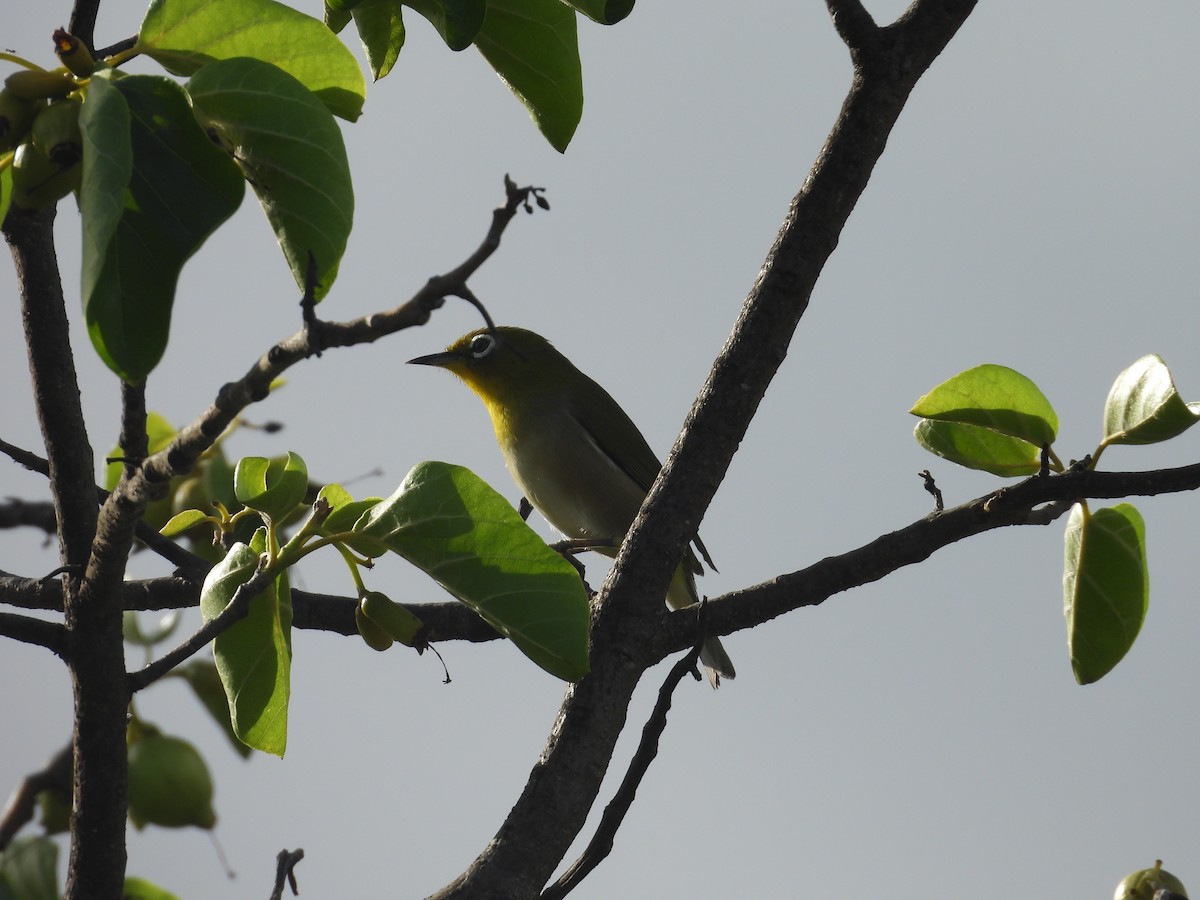 Warbling White-eye - ML645183720