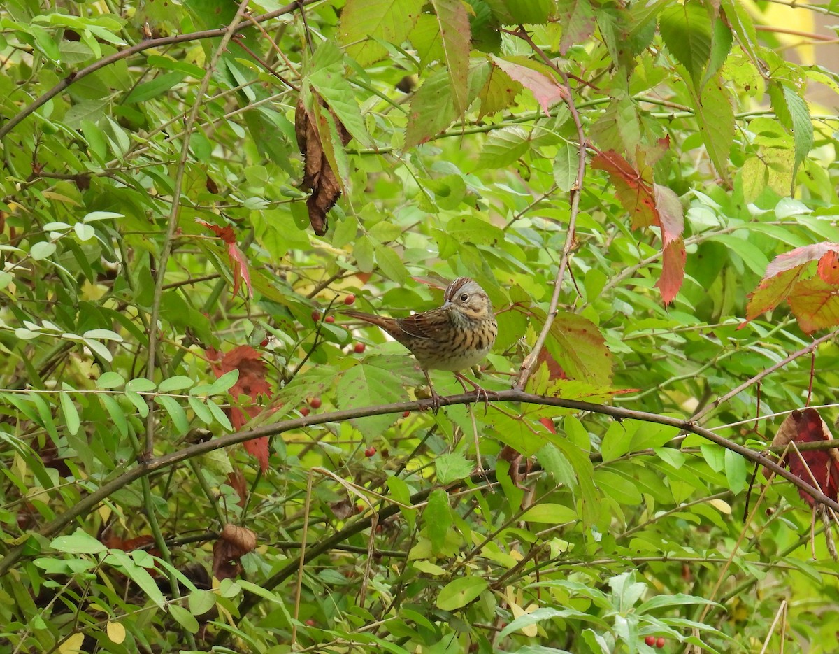 Lincoln's Sparrow - ML645183722