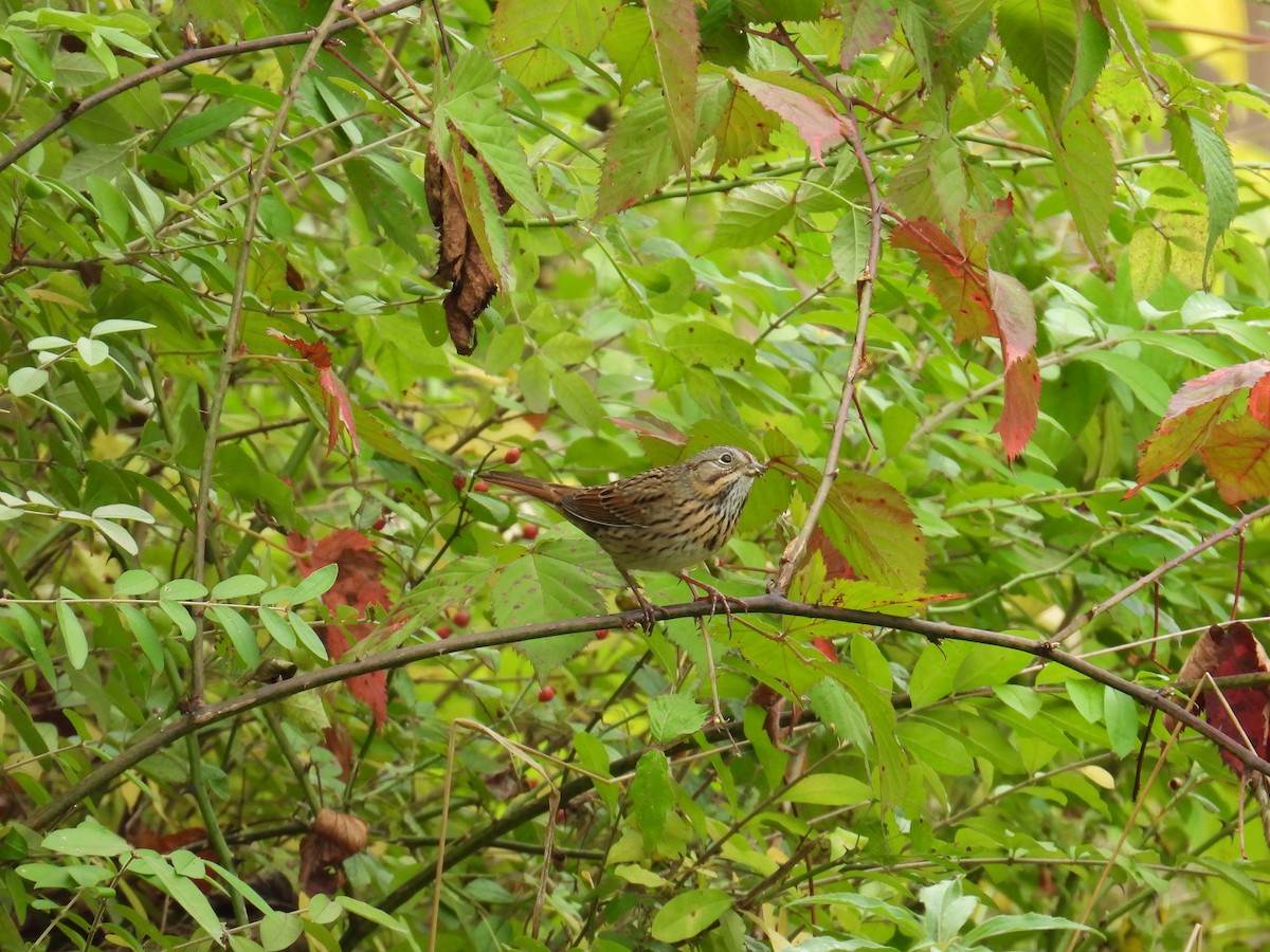 Lincoln's Sparrow - ML645183724