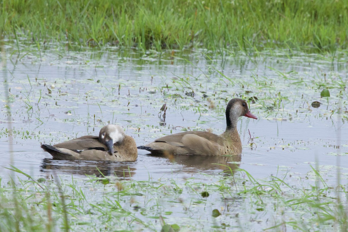 Brazilian Teal - ML645183736
