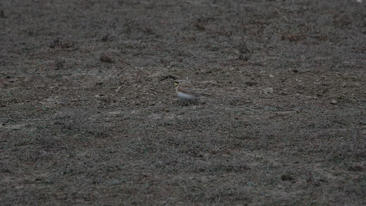 Alondra Cornuda - ML645183745