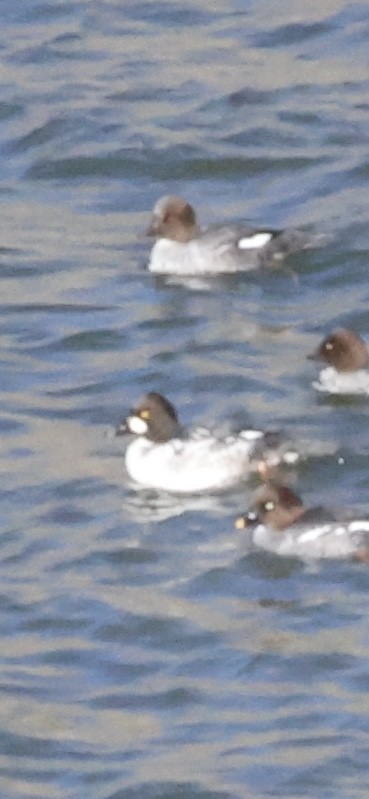 Алаг шунгаач - ML645183748