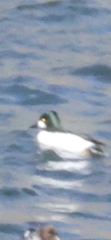 Алаг шунгаач - ML645183749