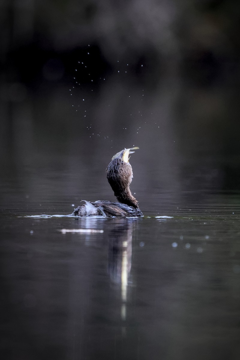 Pied-billed Grebe - ML645183764