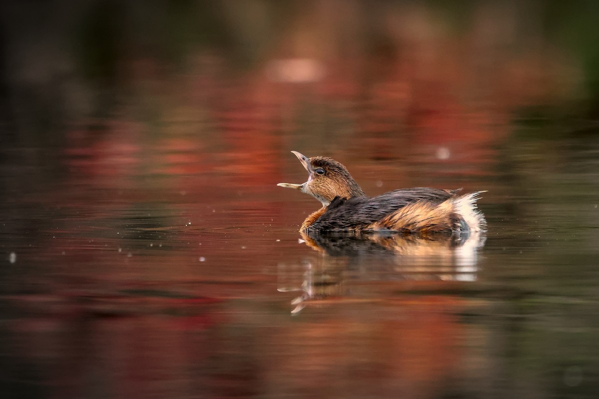 Pied-billed Grebe - ML645183765