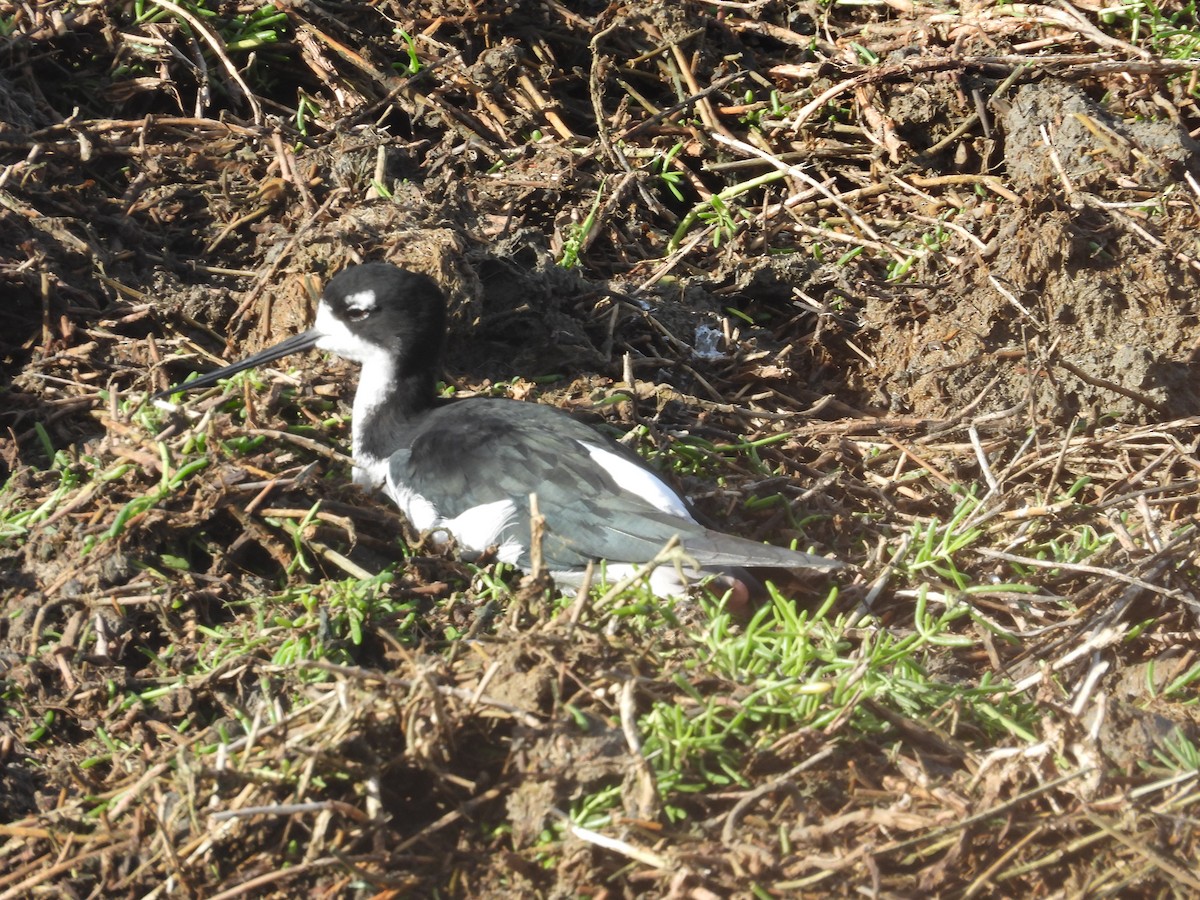 pisila černokrká - ML645183768