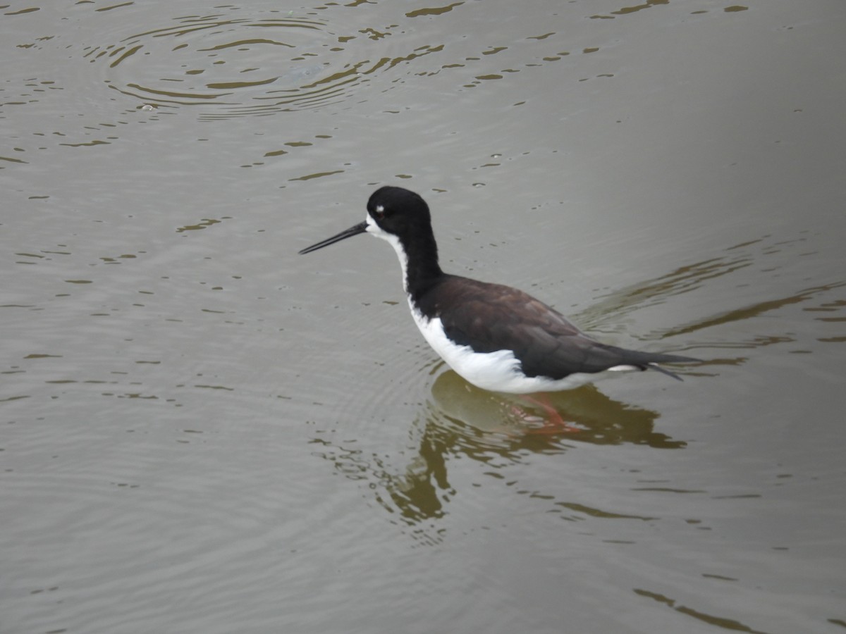 pisila černokrká - ML645183769