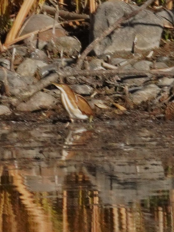 コヨシゴイ - ML645183782