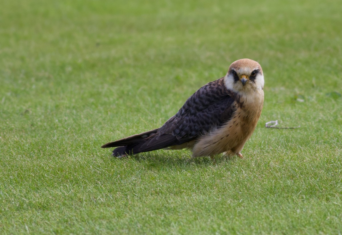 Red-footed Falcon - ML645183803