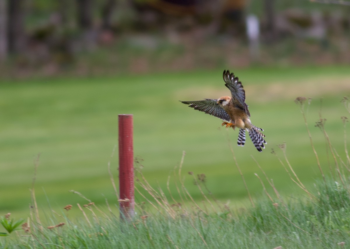 Red-footed Falcon - ML645183804