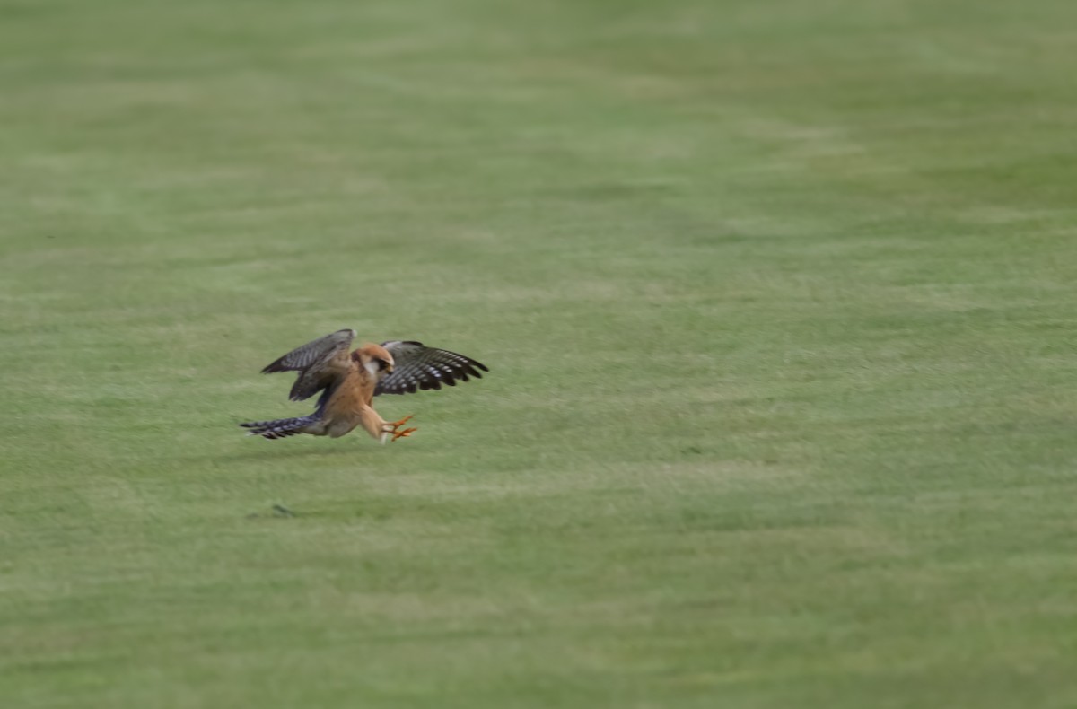 Red-footed Falcon - ML645183805