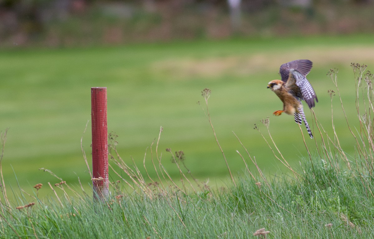 Red-footed Falcon - ML645183806