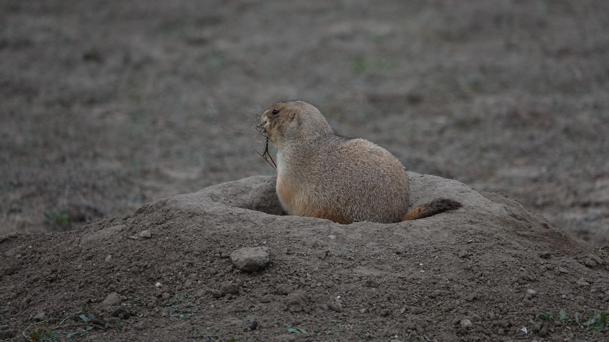 草原犬鼠屬 - ML645183808