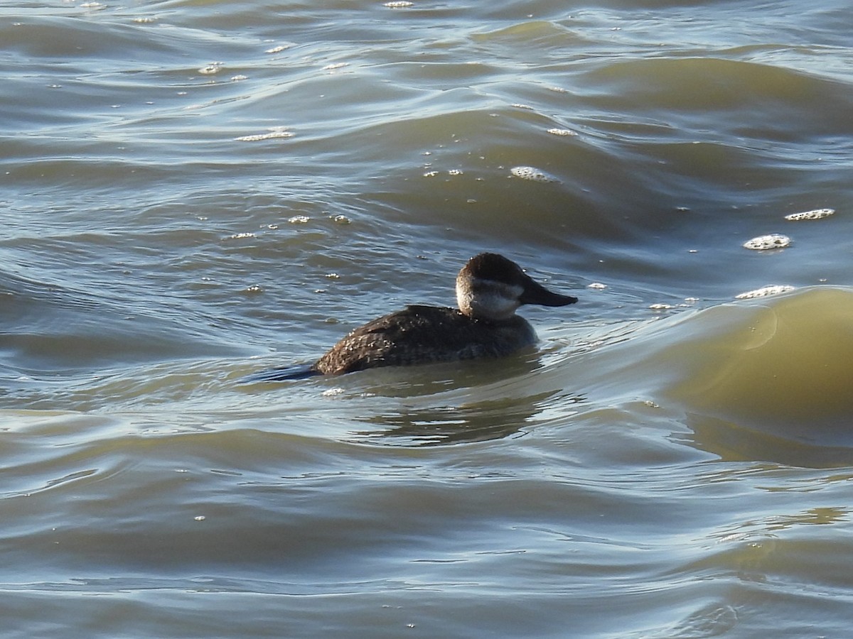 Савка американська - ML645183811