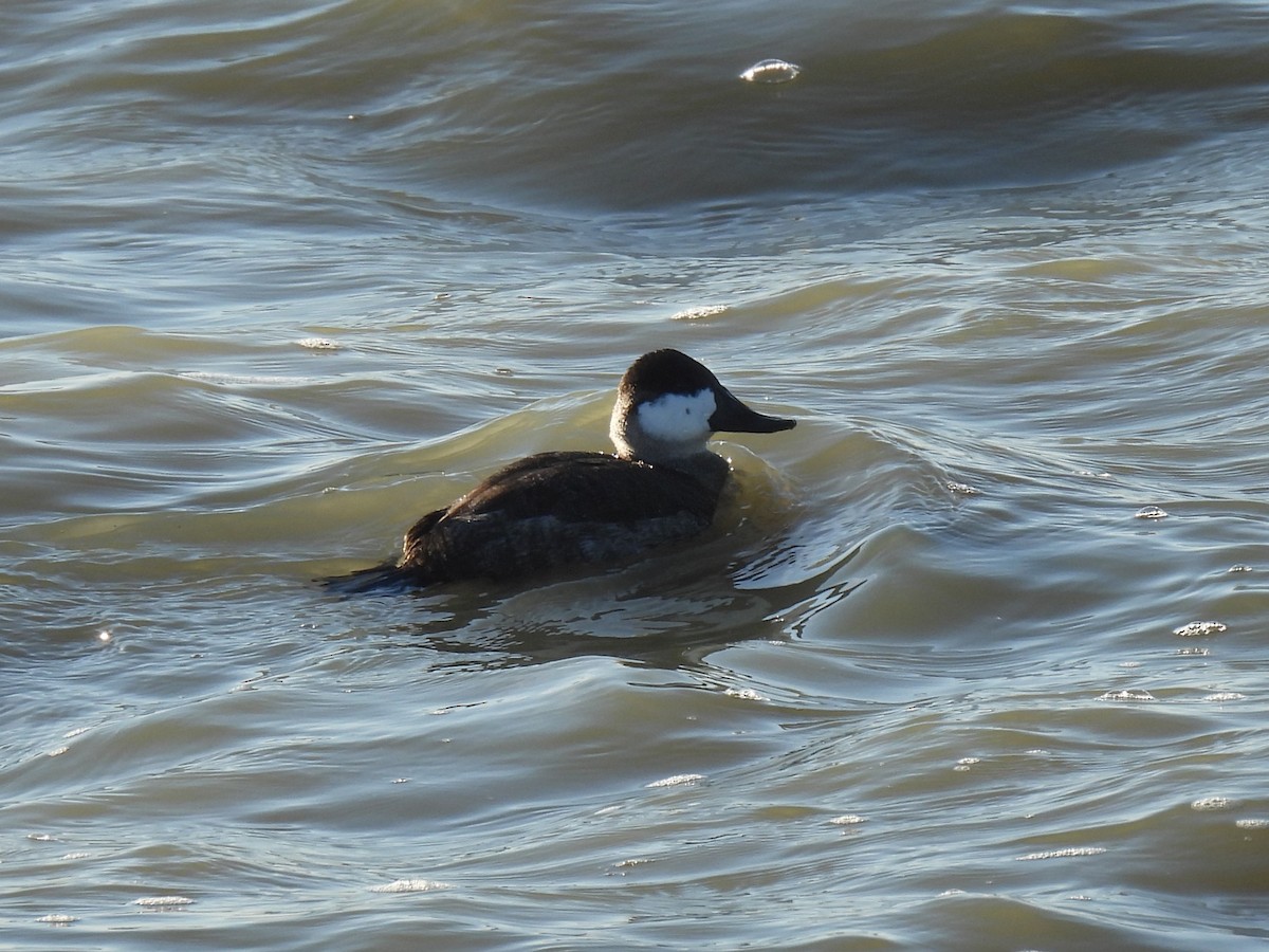 Савка американська - ML645183812