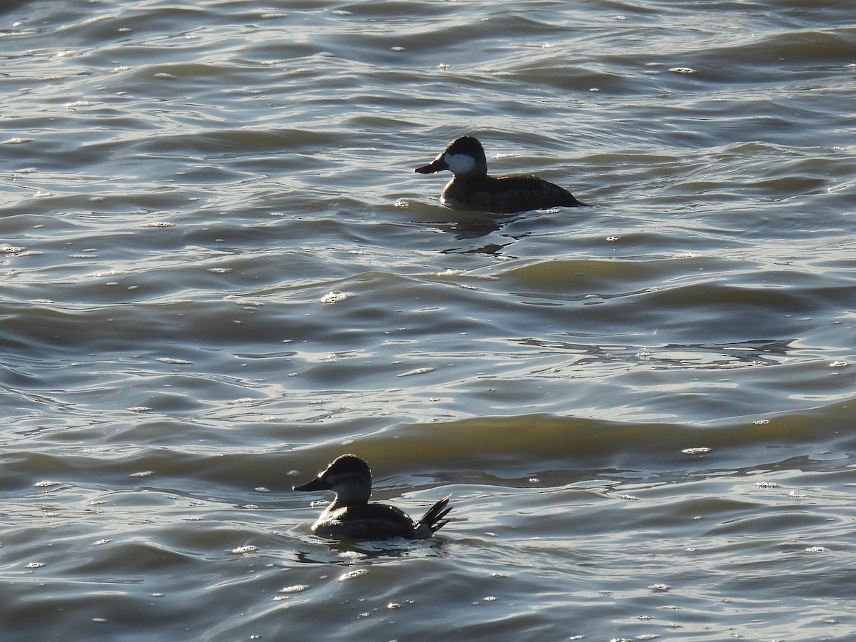 Савка американська - ML645183813