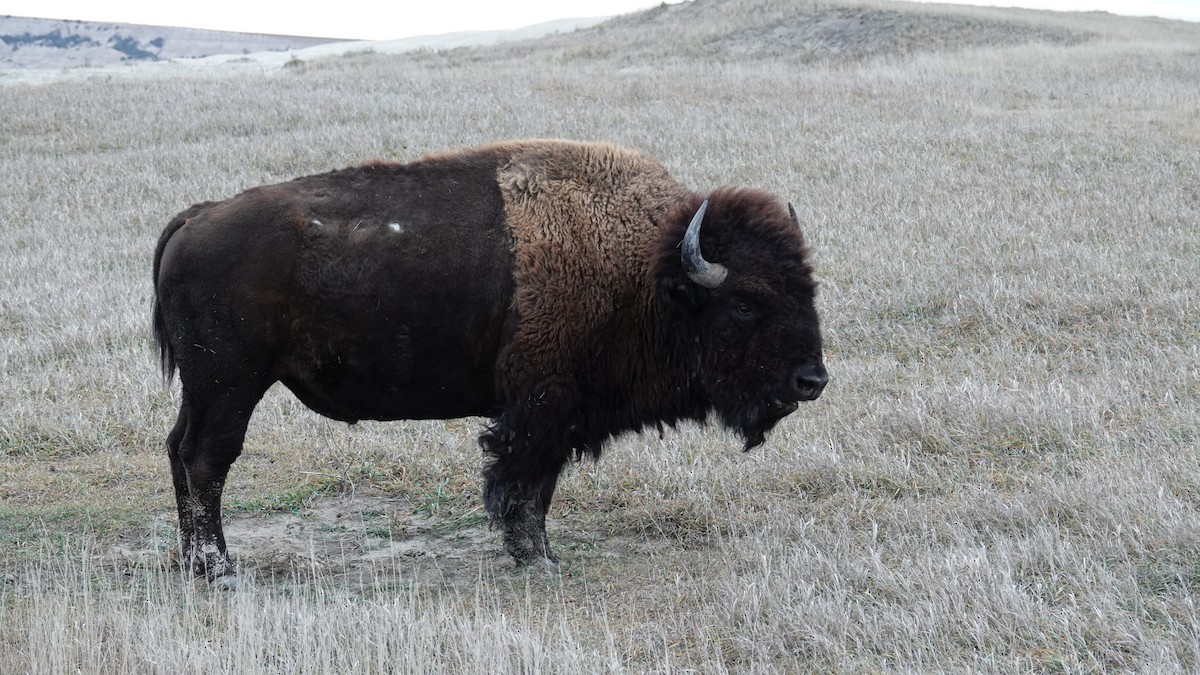 Bison - ML645183816