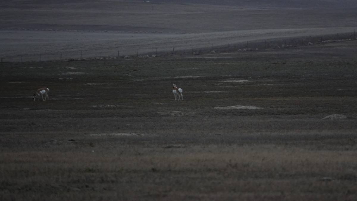 叉角羚 - ML645183817