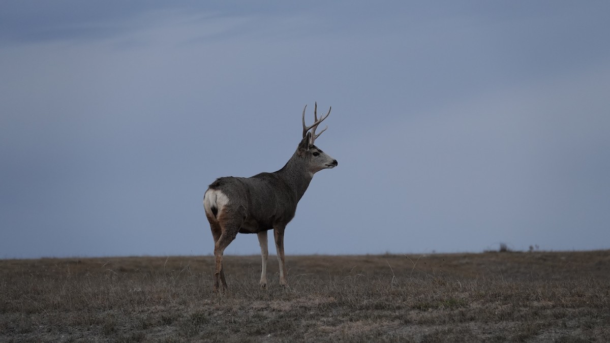 黑尾鹿 - ML645183821