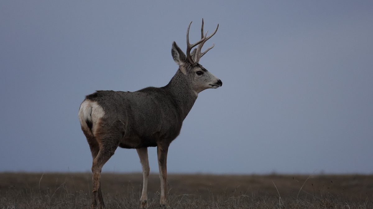 黑尾鹿 - ML645183823