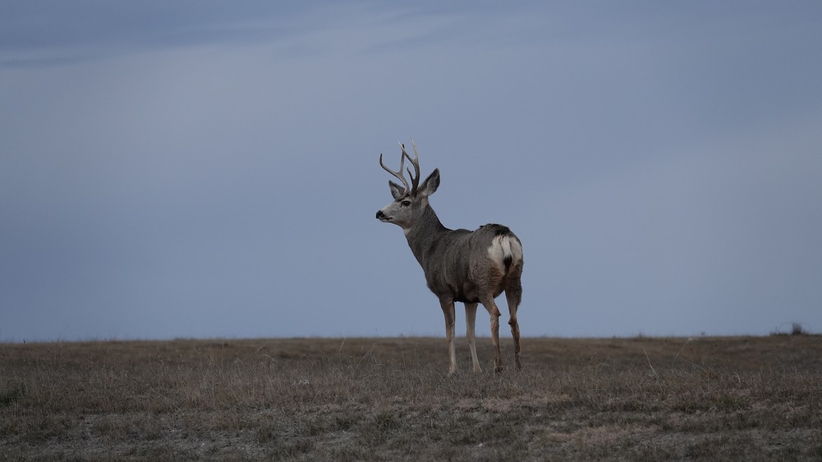 黑尾鹿 - ML645183824