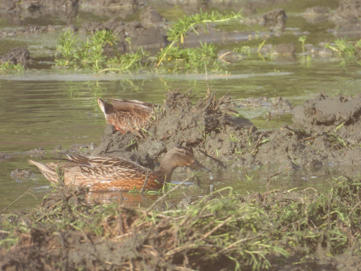 kachna havajská x divoká (hybrid) - ML645183826