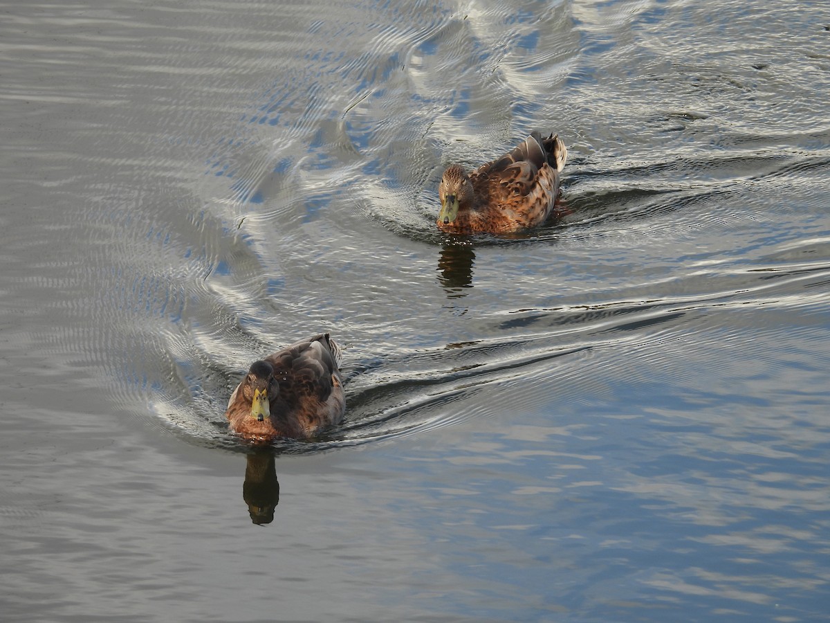 kachna havajská x divoká (hybrid) - ML645183828