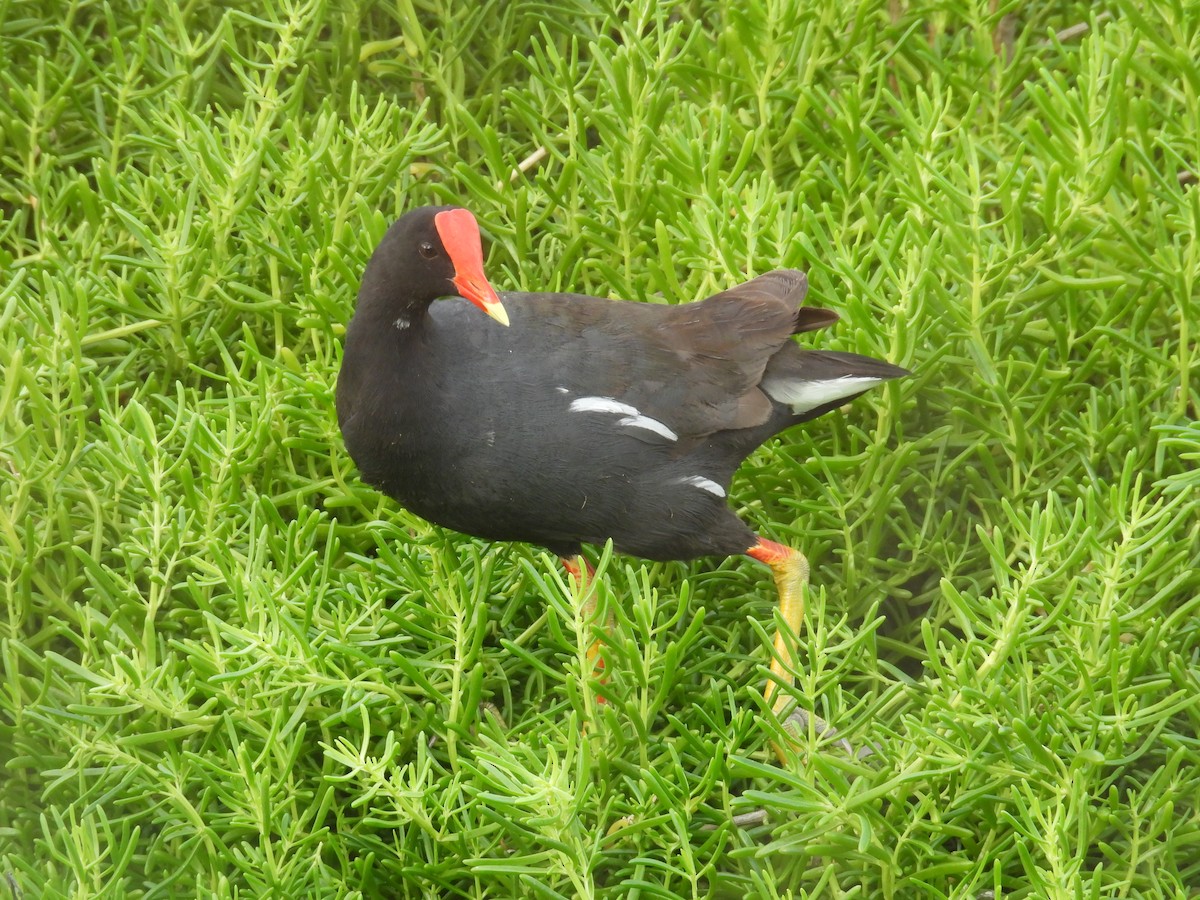 slípka americká - ML645183845