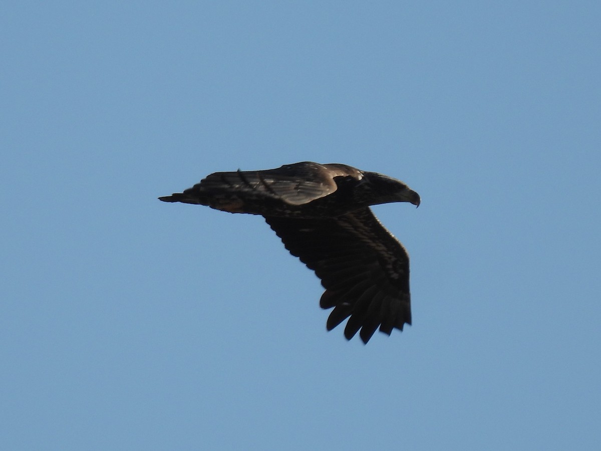 עיטם לבן-ראש - ML645183859