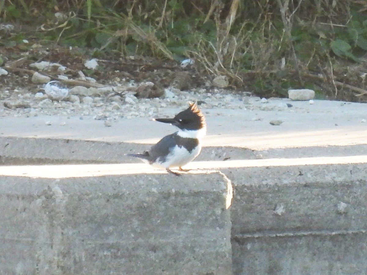 Опоясанный зимородок - ML645183860