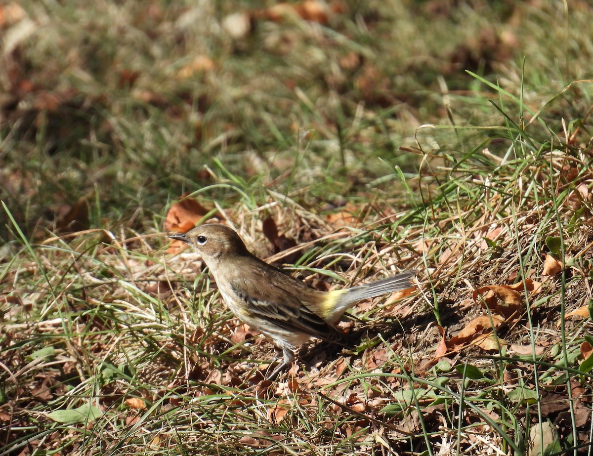 Yellow-rumped Warbler - ML645183873