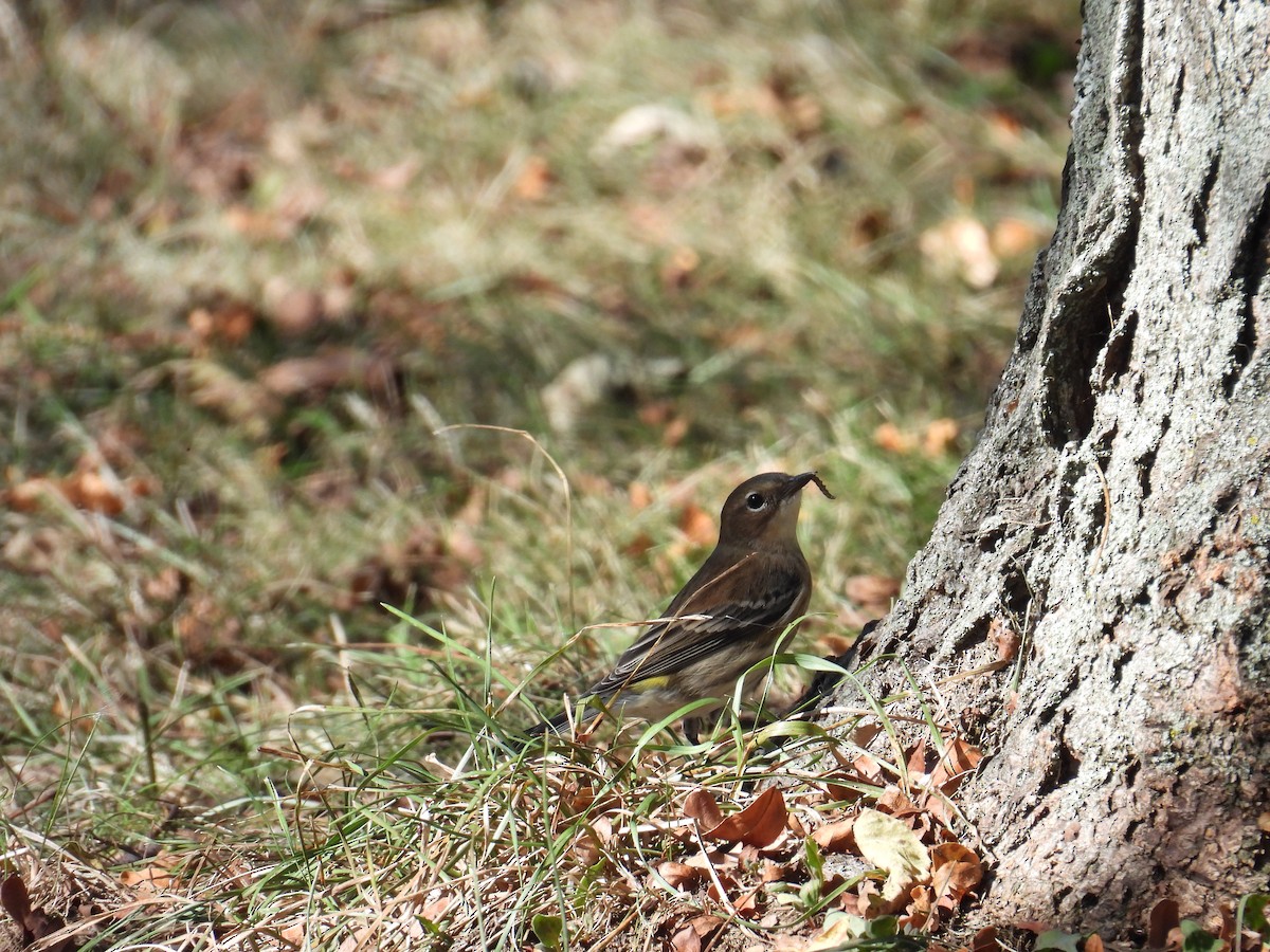 Yellow-rumped Warbler - ML645183874