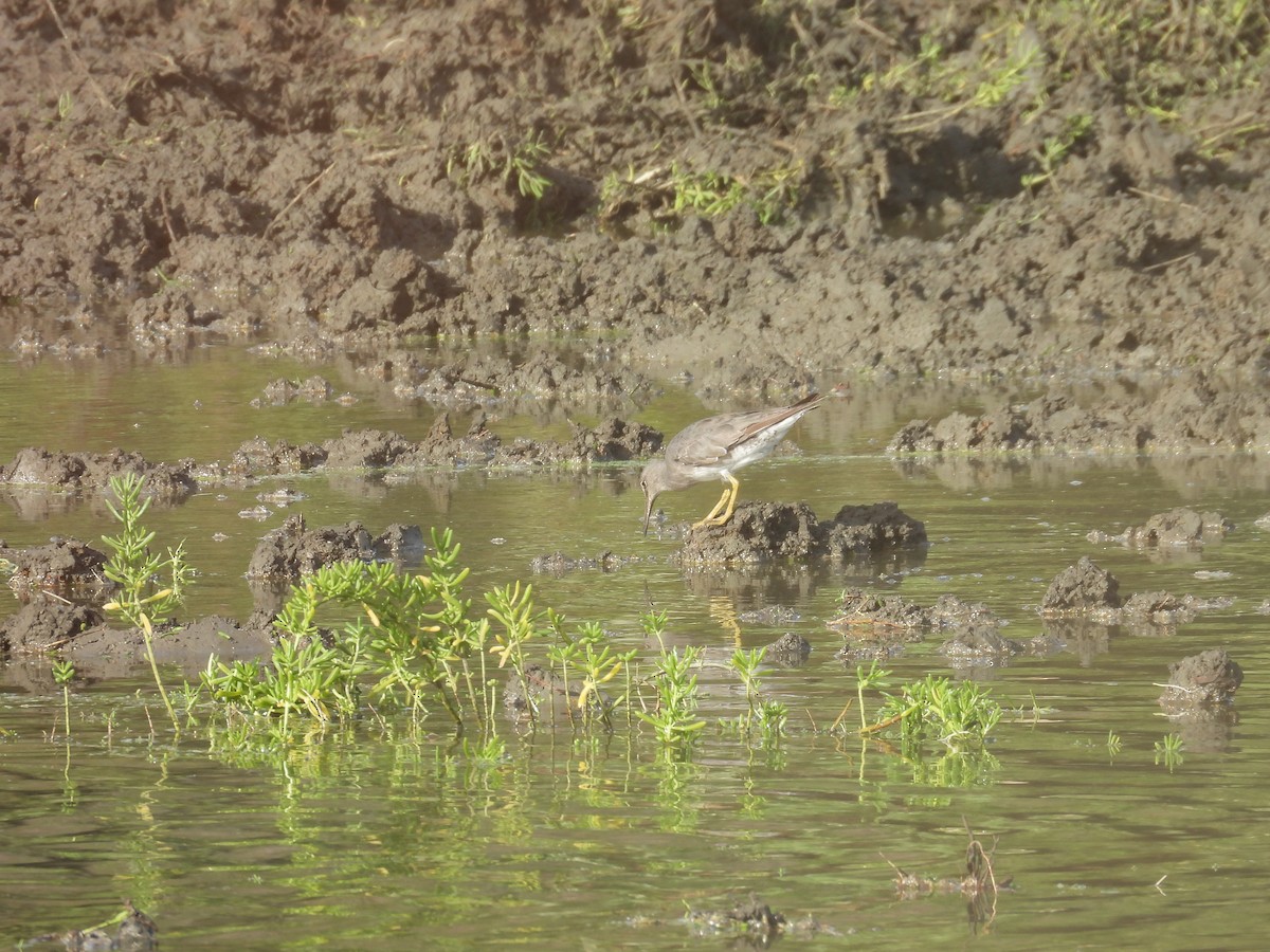 vodouš aljašský - ML645183880