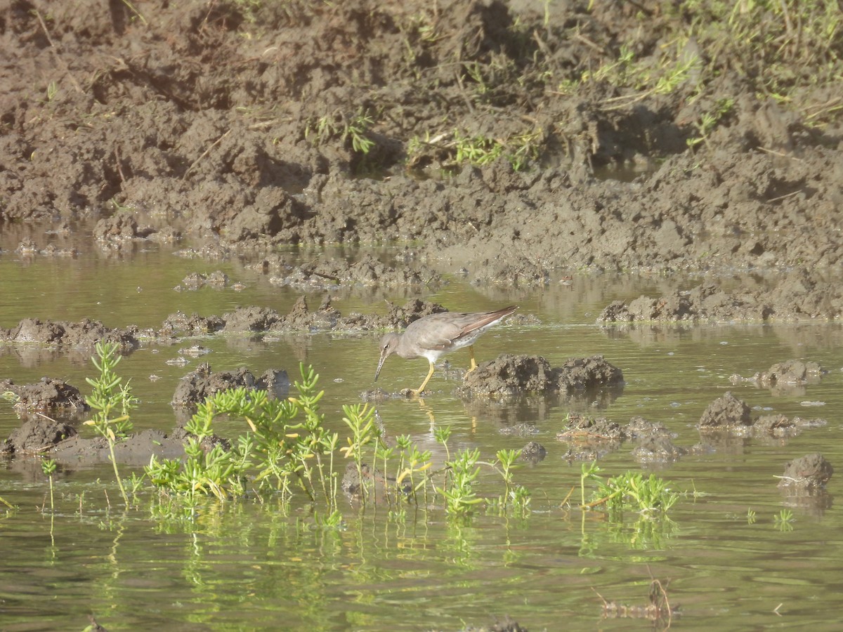 vodouš aljašský - ML645183881