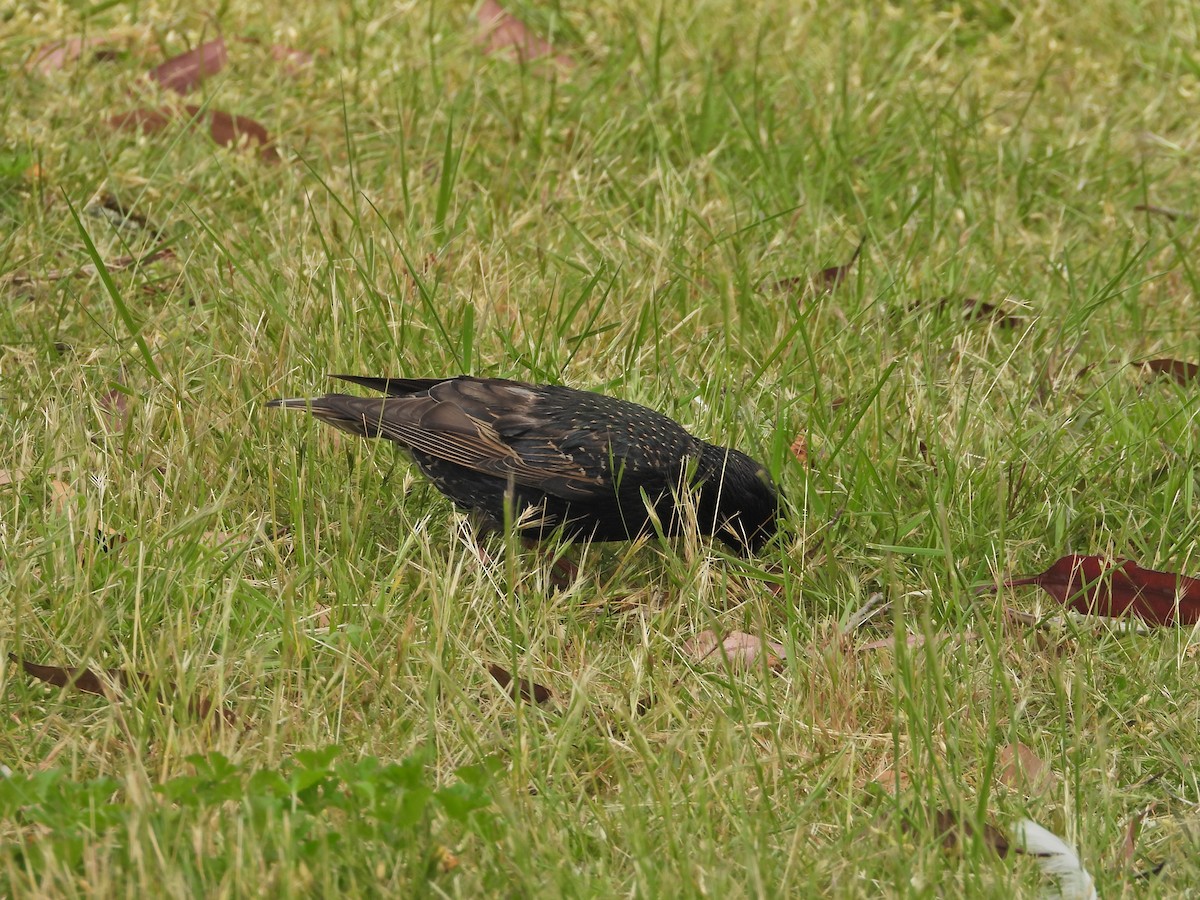 European Starling - ML645183886