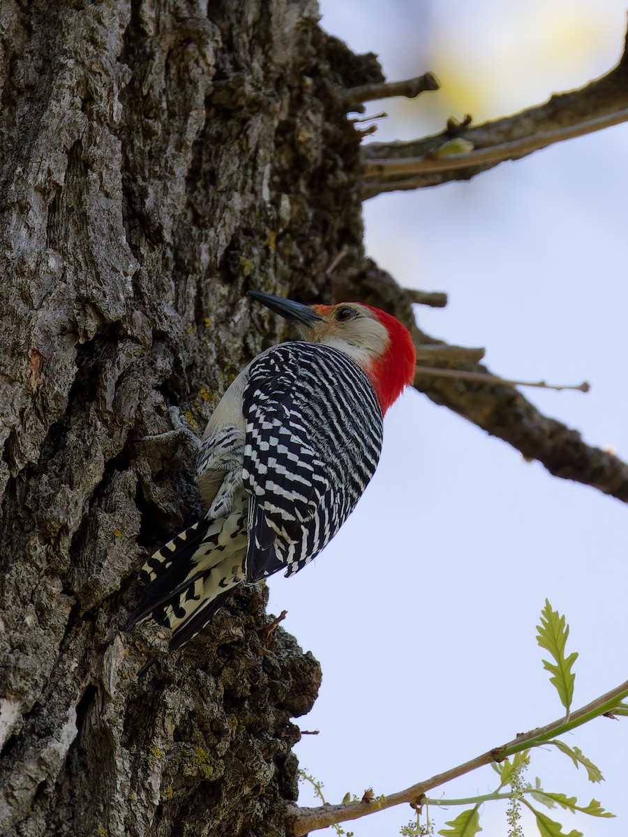 Carpintero de Carolina - ML645183889
