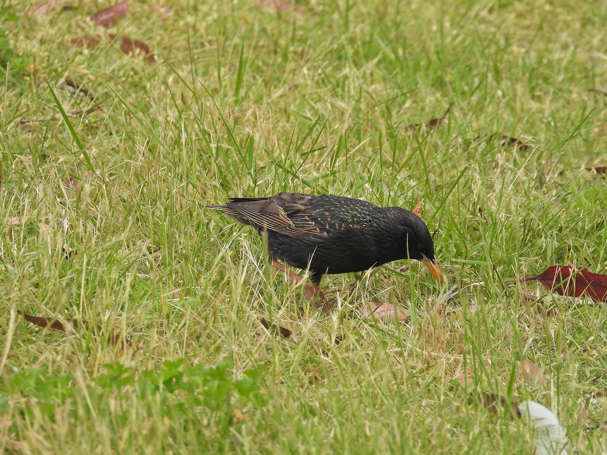 European Starling - ML645183892