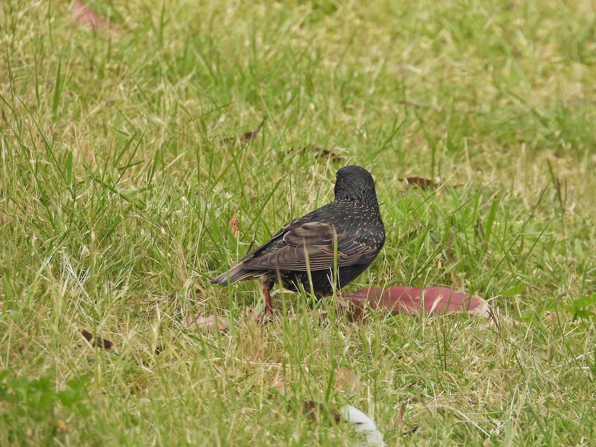 European Starling - ML645183901