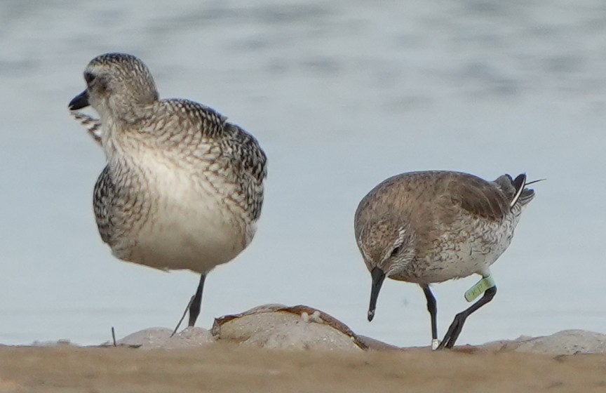 חופית להקנית - ML645183910
