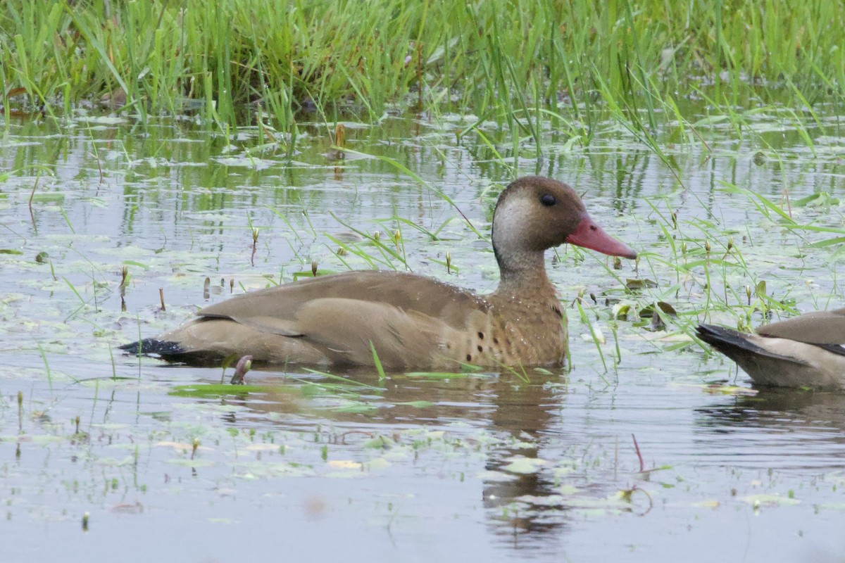 Brazilian Teal - ML645183912
