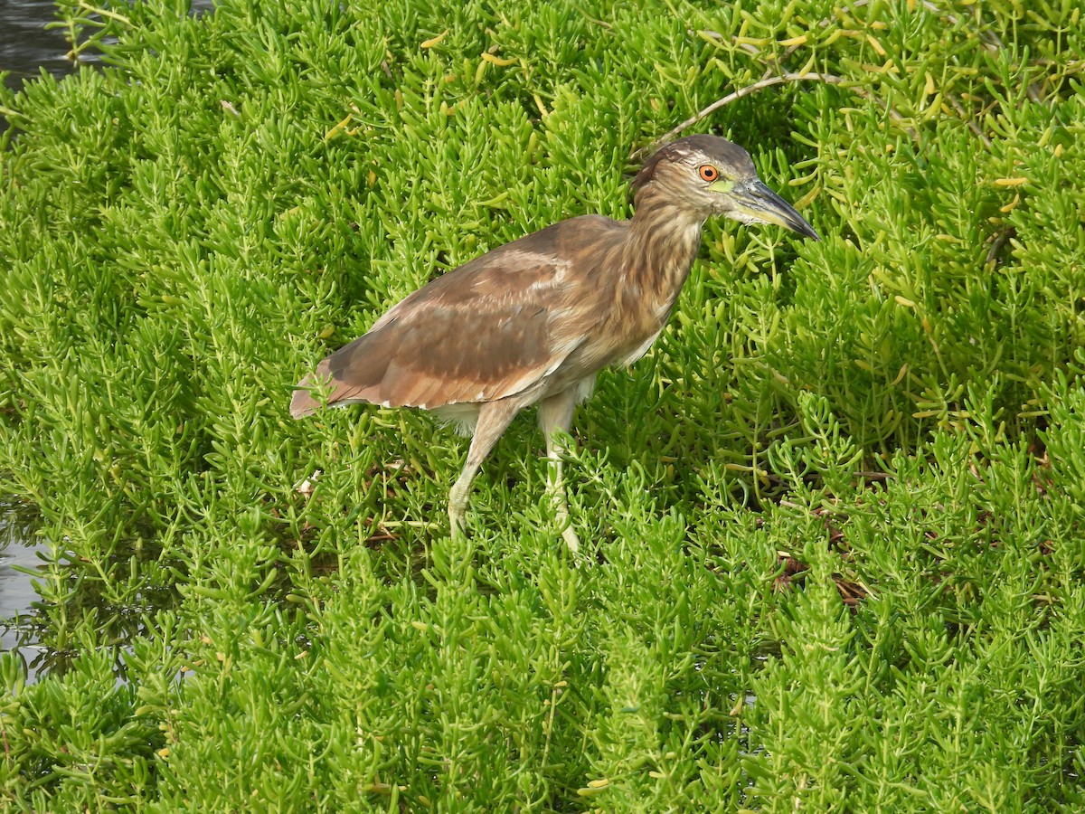 kvakoš noční - ML645183913