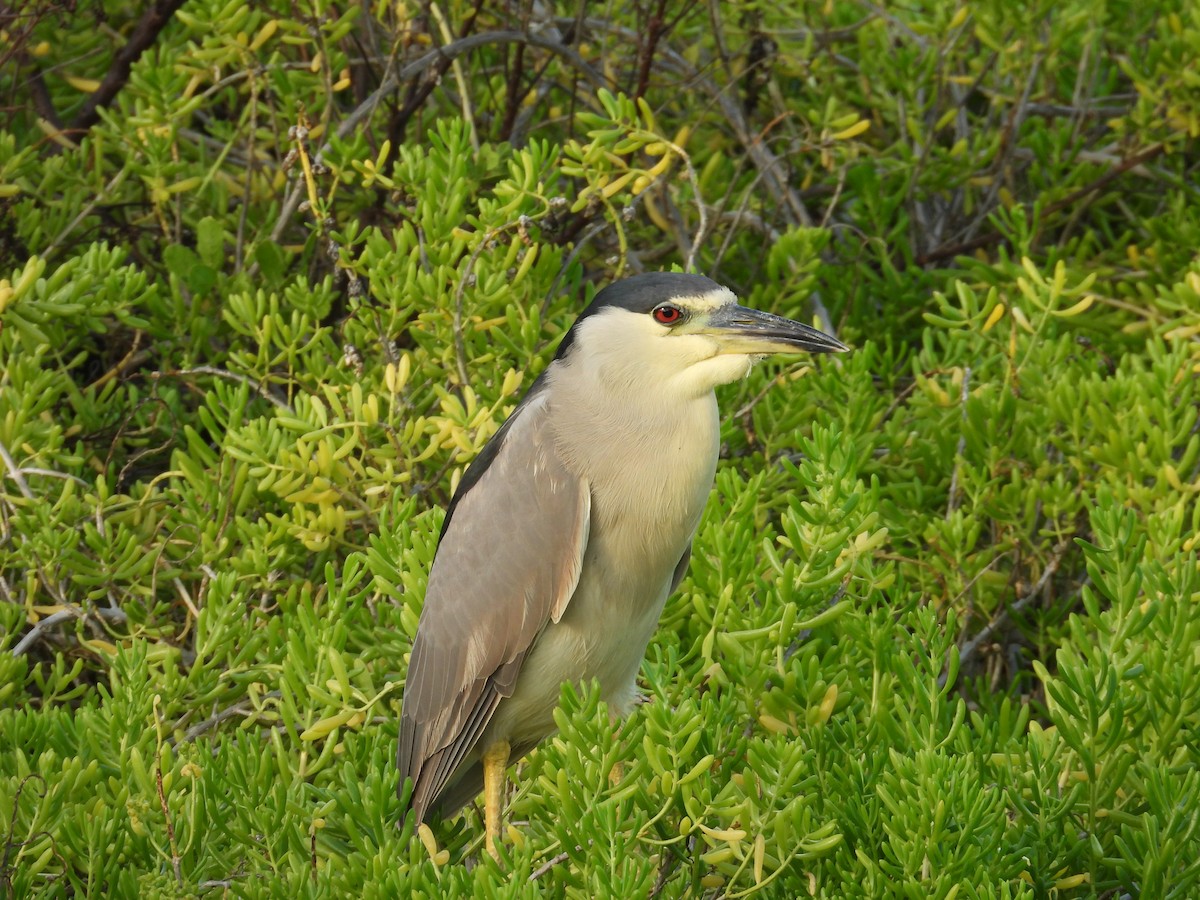 kvakoš noční - ML645183914