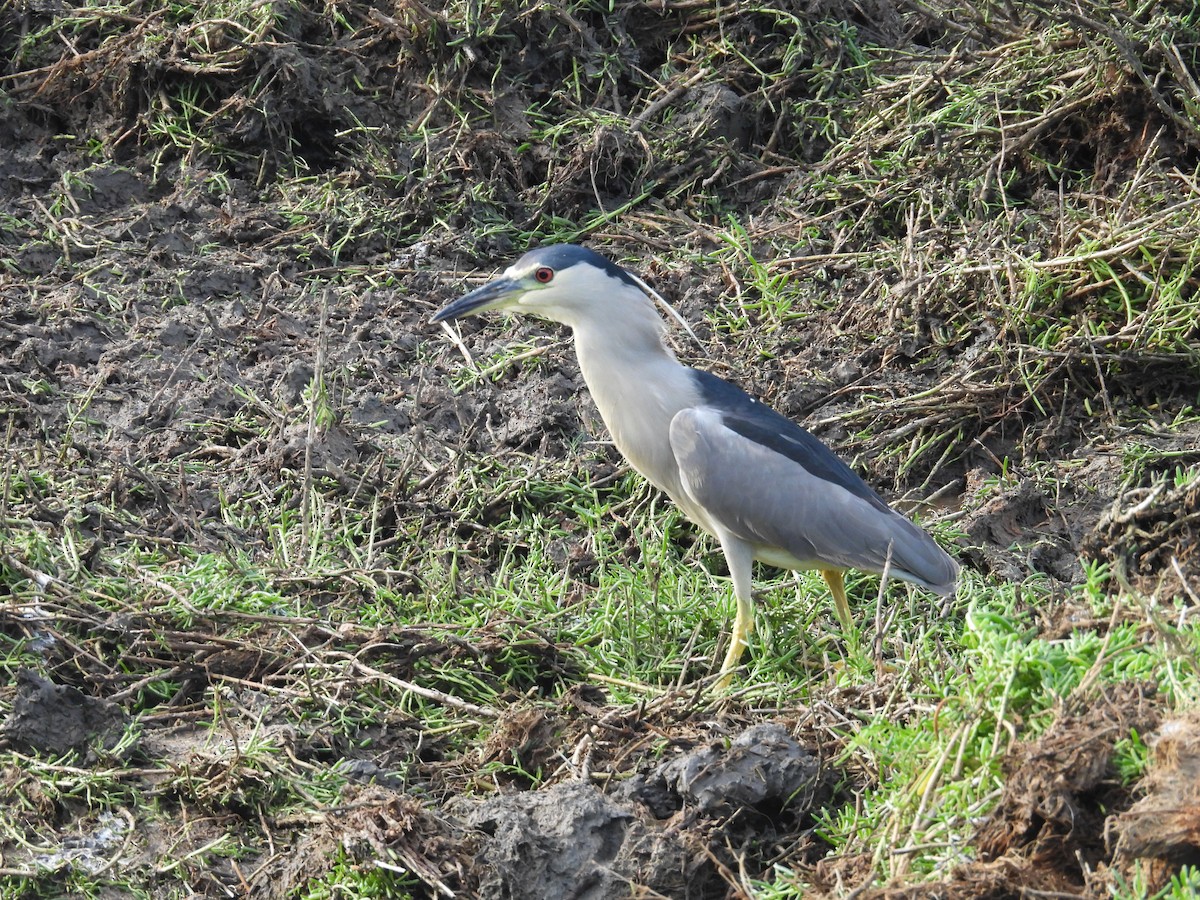 kvakoš noční - ML645183915