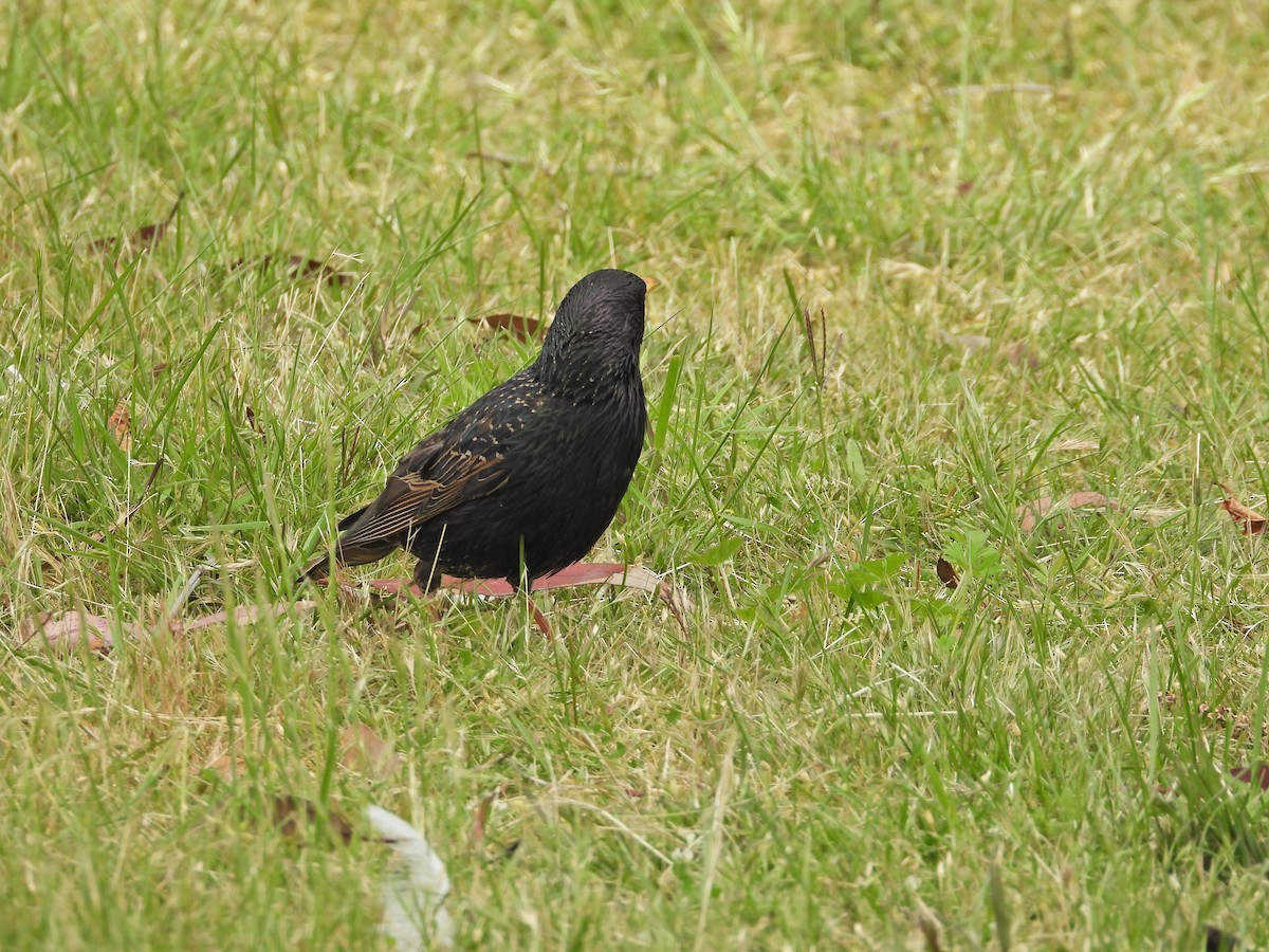 European Starling - ML645183916