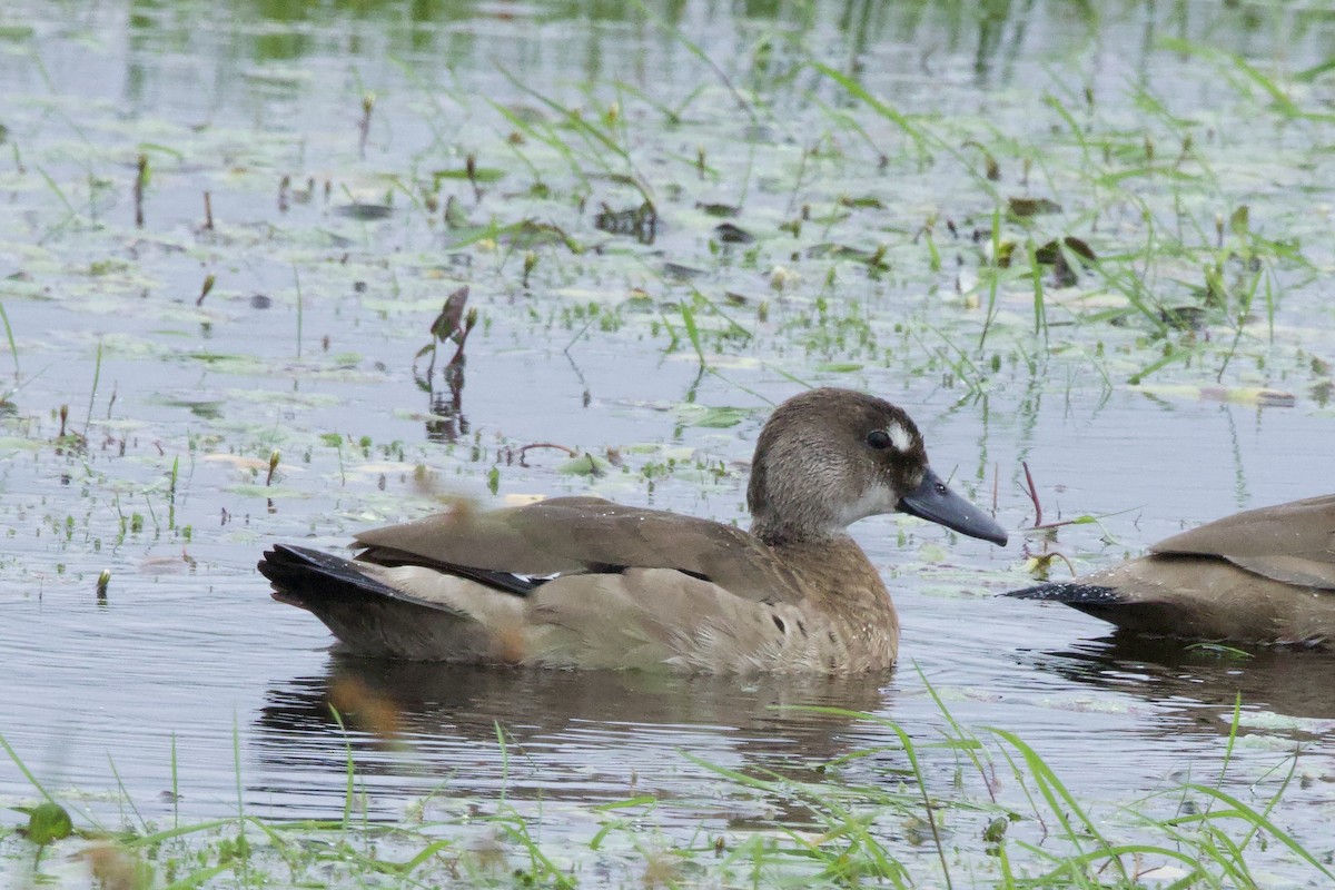 Brazilian Teal - ML645183918